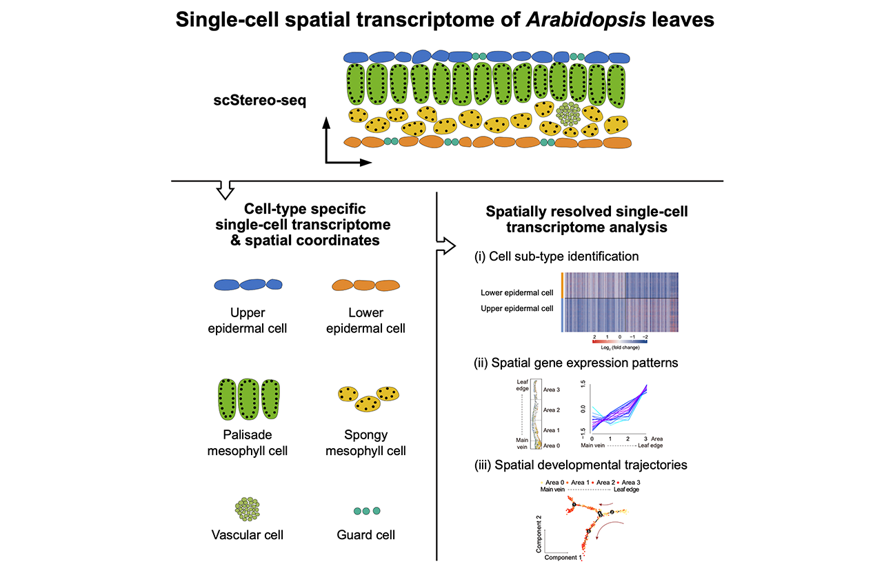 Spatially resolved transcriptomics: advances and applications